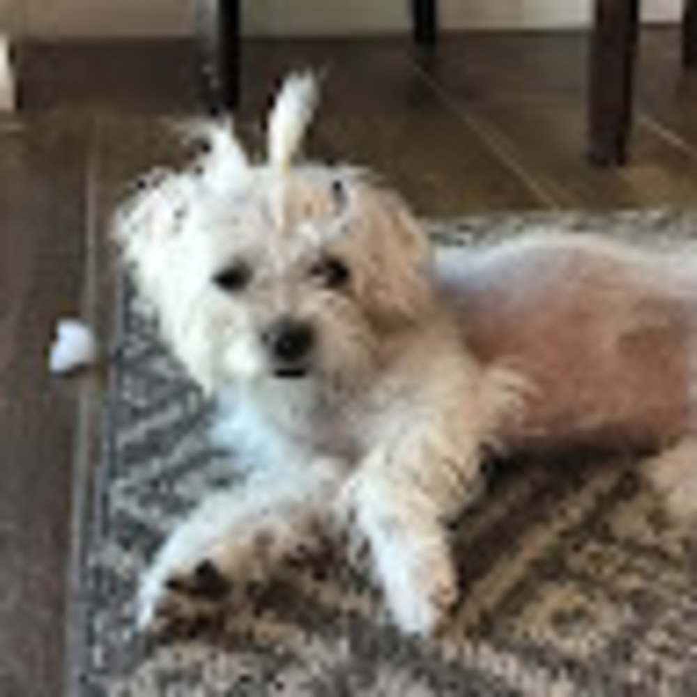 Meet your Posher, Tatum